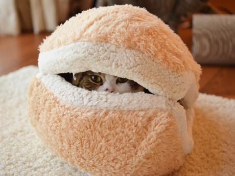 cat-burger-bed-maru-5